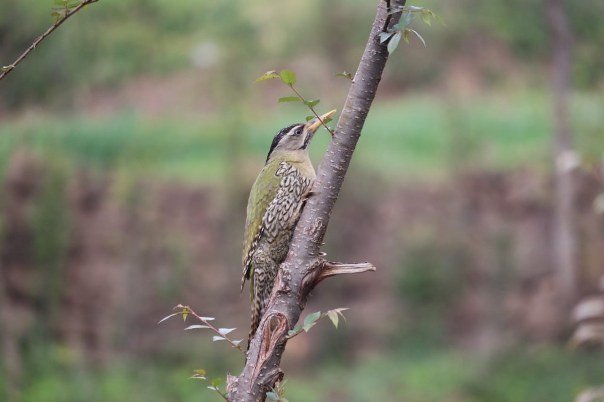 Scaly-bellied Woodpecker - ML315786091