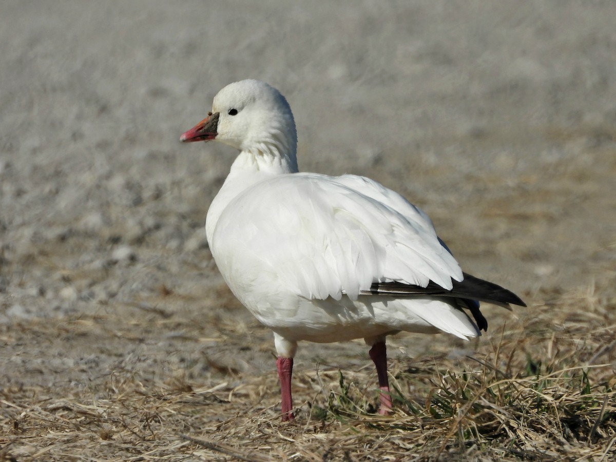 Ross's Goose - Chao Jimmy Wu
