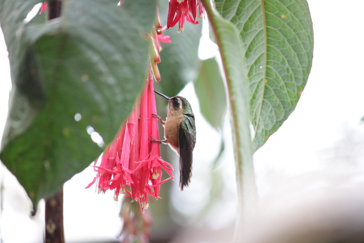 Speckled Hummingbird - Doug Korver