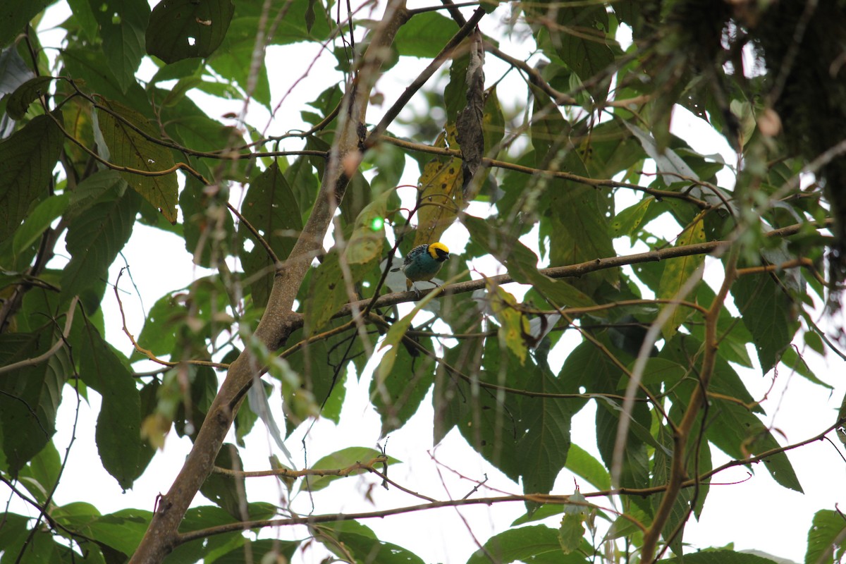 Saffron-crowned Tanager - ML31580011