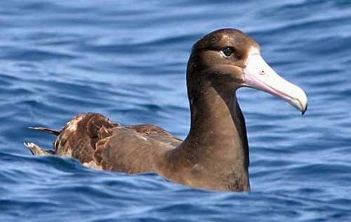 Short-tailed Albatross - Don Roberson