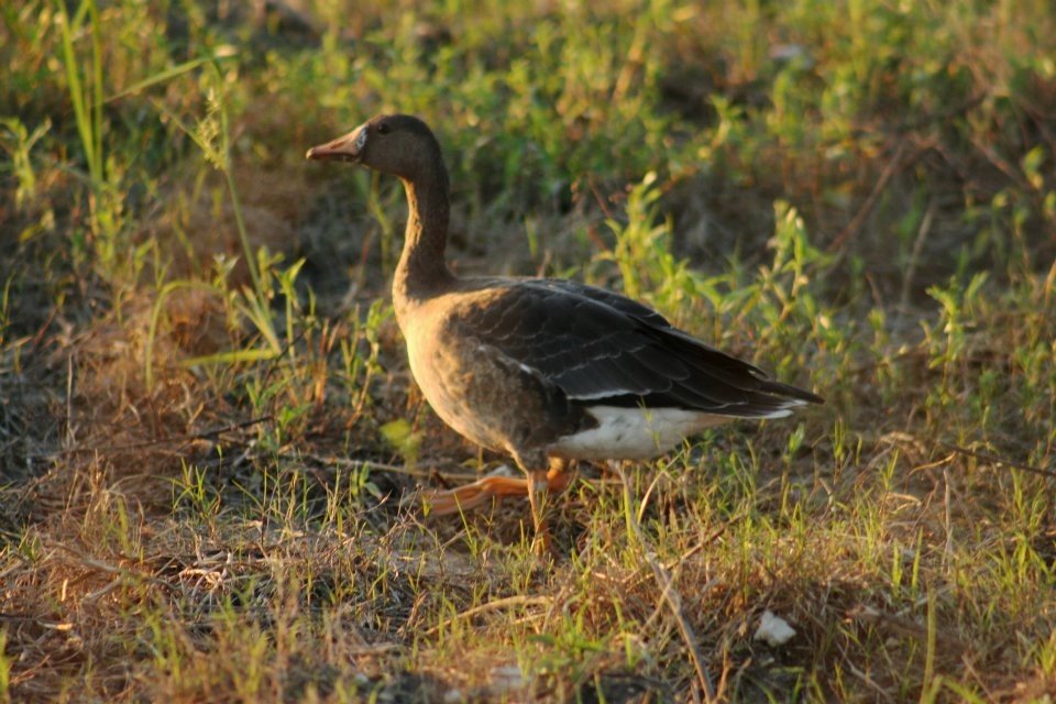 Greater White-fronted Goose - Angel & Mariel Abreu