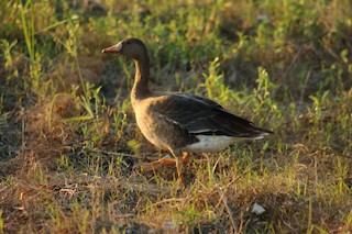 Greater White-fronted Goose, ML31581021
