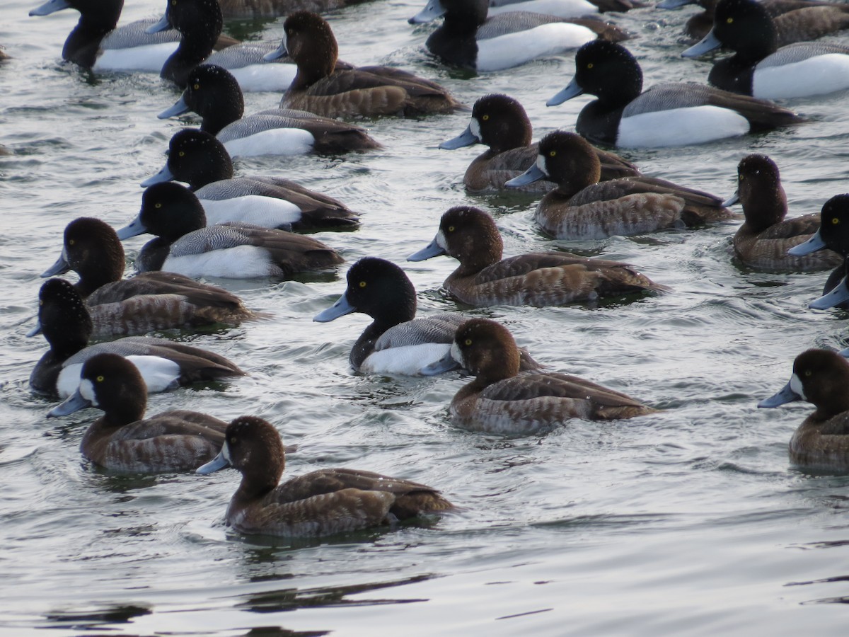 Greater Scaup - ML315811621
