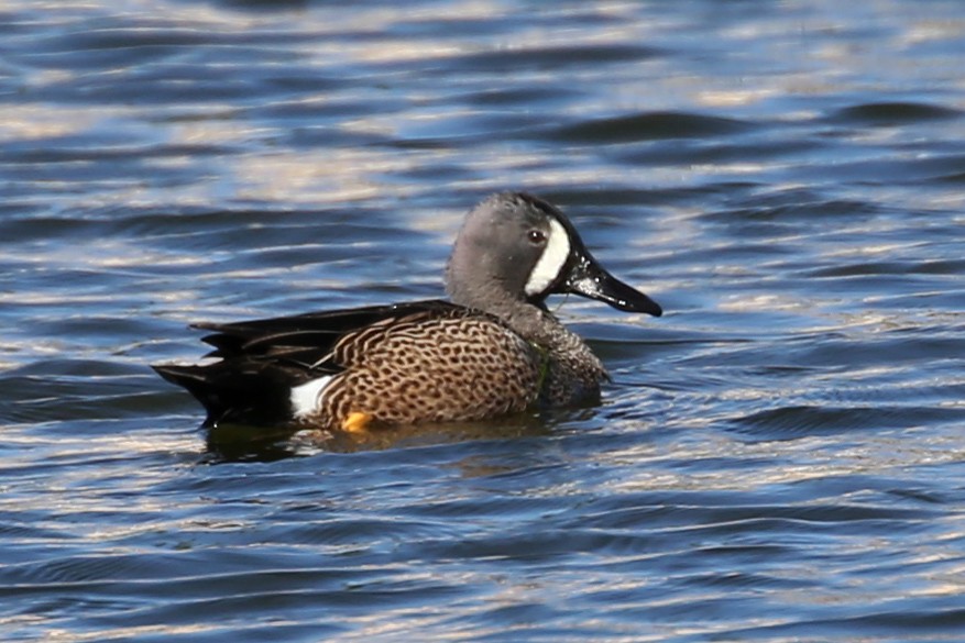 Blue-winged Teal - ML315812861