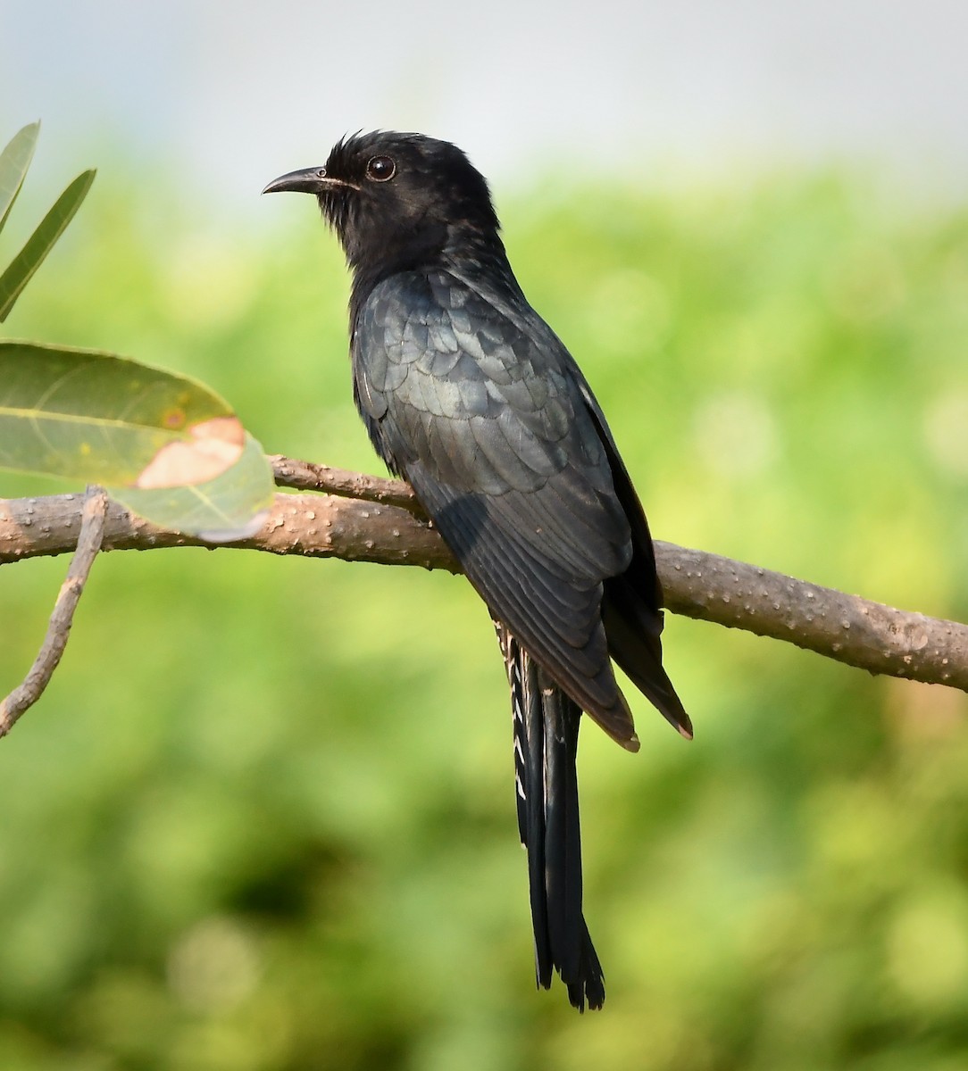 Square-tailed Drongo-Cuckoo - ML315814231