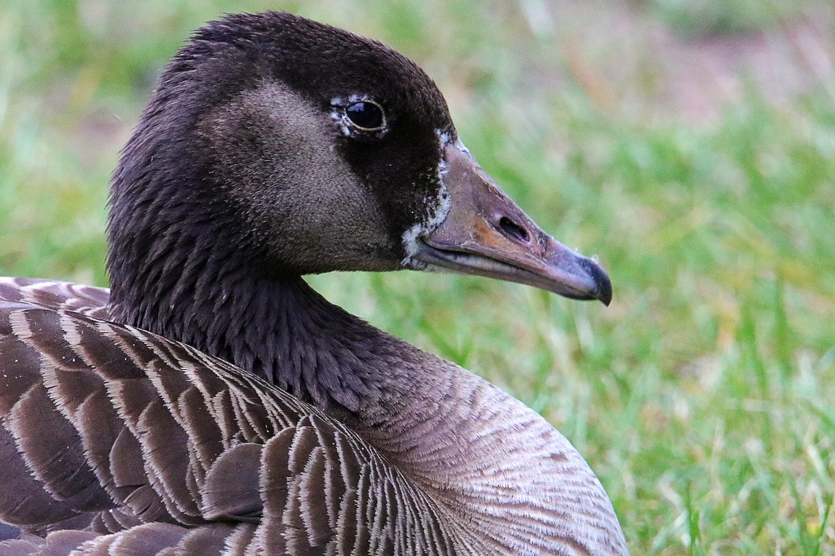 Graylag x Canada Goose (hybrid) - Silas Würfl