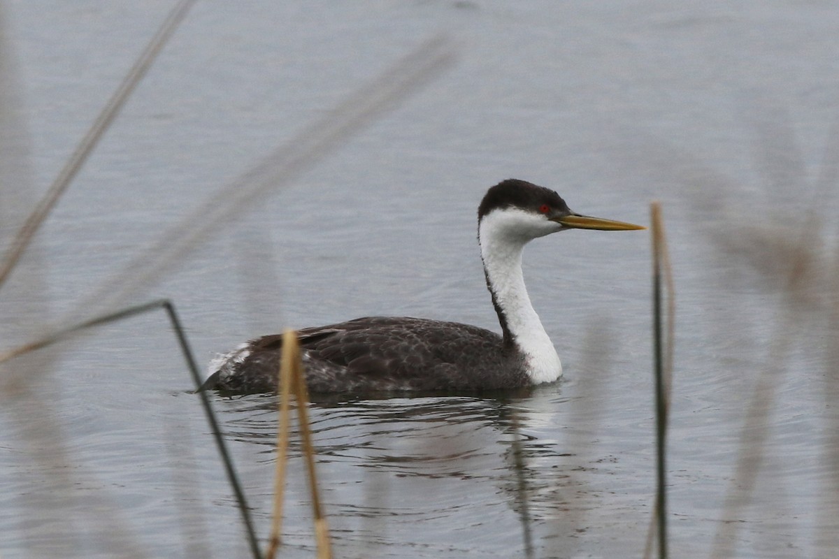 Western Grebe - Don Brode