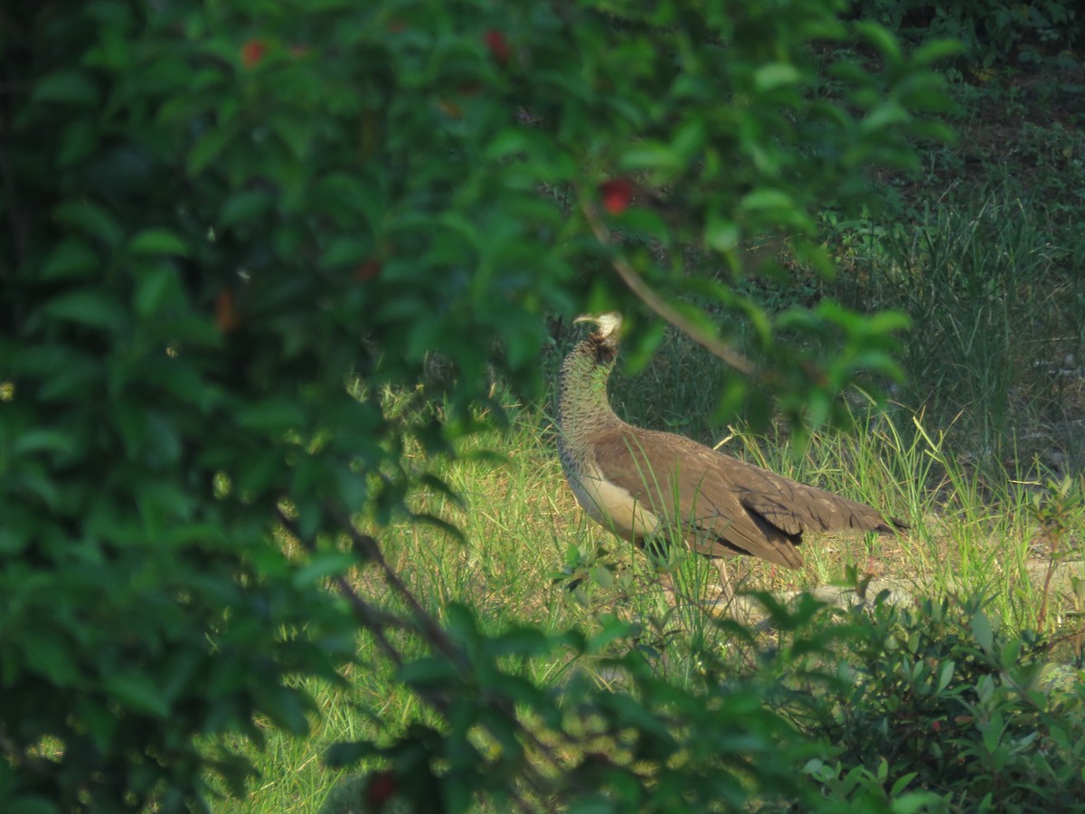 Indian Peafowl (Domestic type) - 闊 林