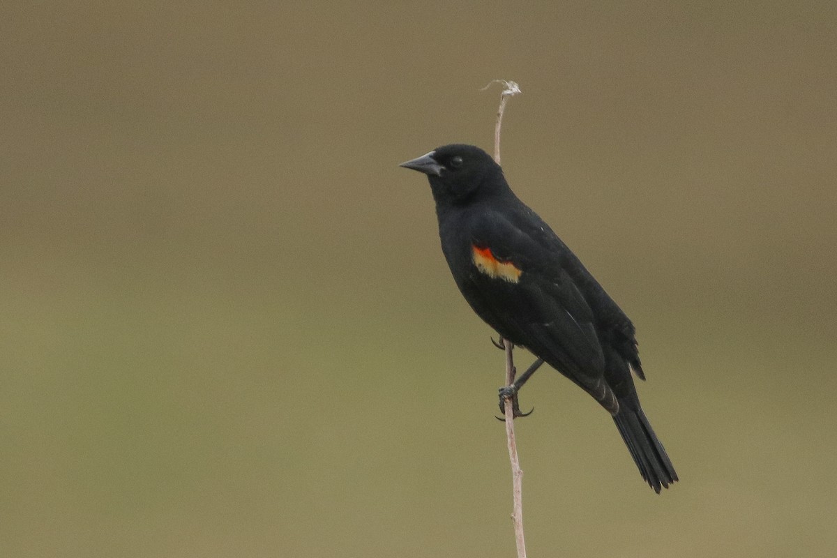 Red-winged Blackbird - Jefferson Shank