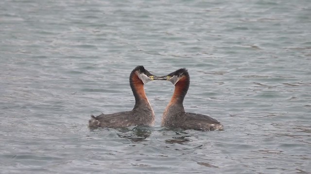 Red-necked Grebe - ML315829971