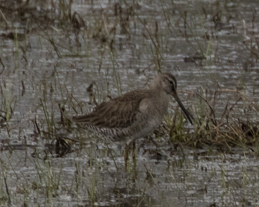 Long-billed Dowitcher - ML315833761