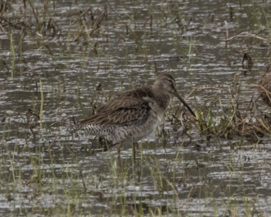 Long-billed Dowitcher - ML315833861