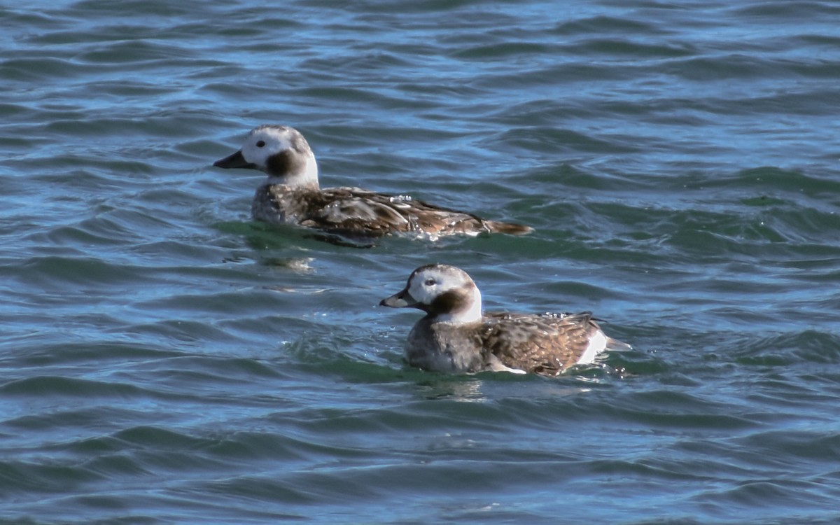 Long-tailed Duck - ML315837901