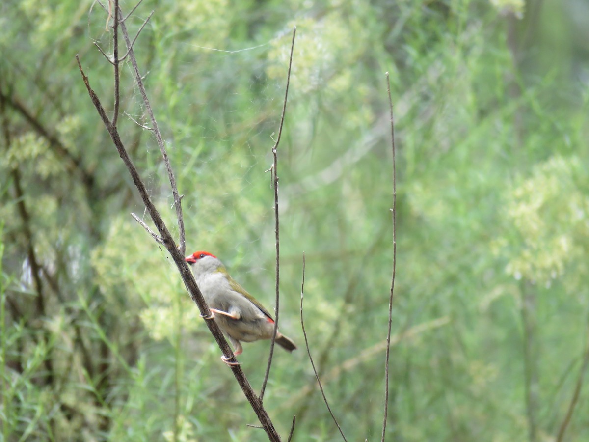 Red-browed Firetail - ML315840241