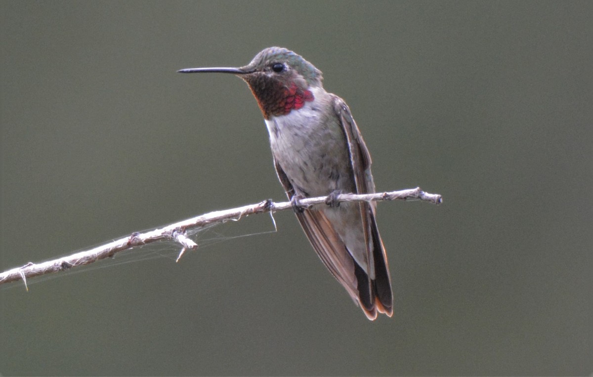 Broad-tailed Hummingbird - ML31585111