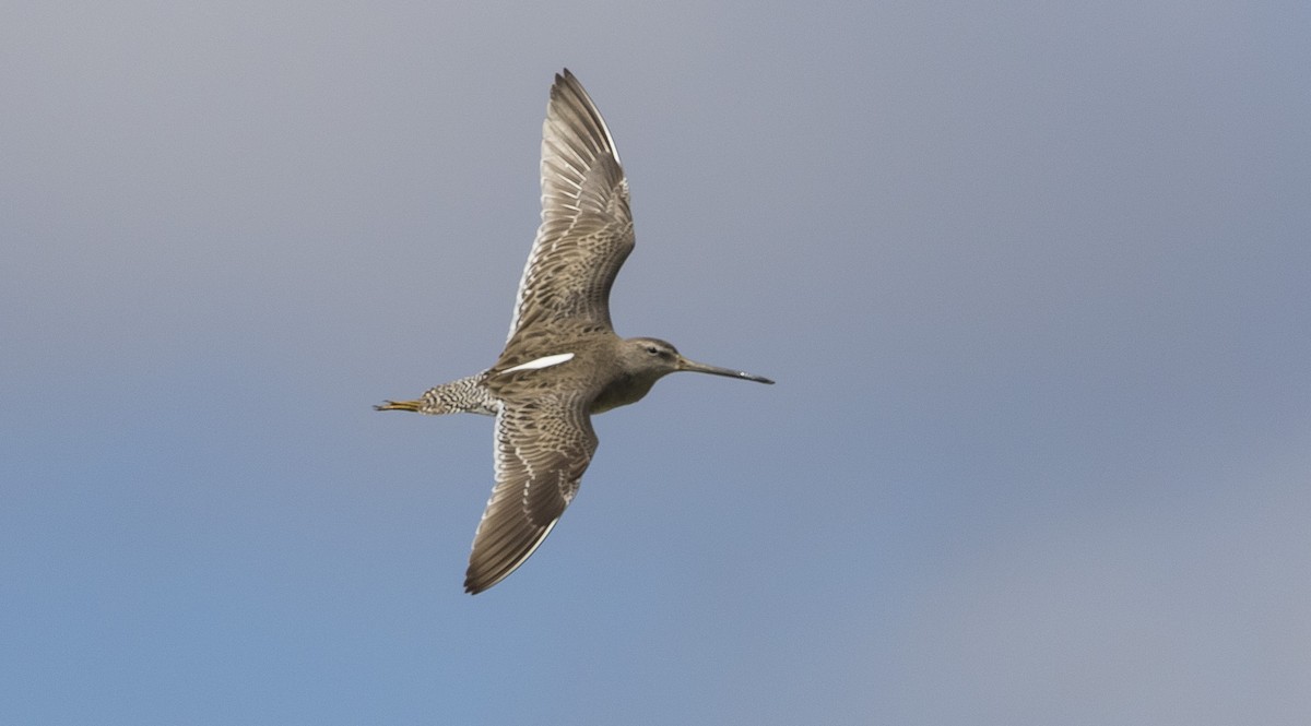 Long-billed Dowitcher - ML315857631