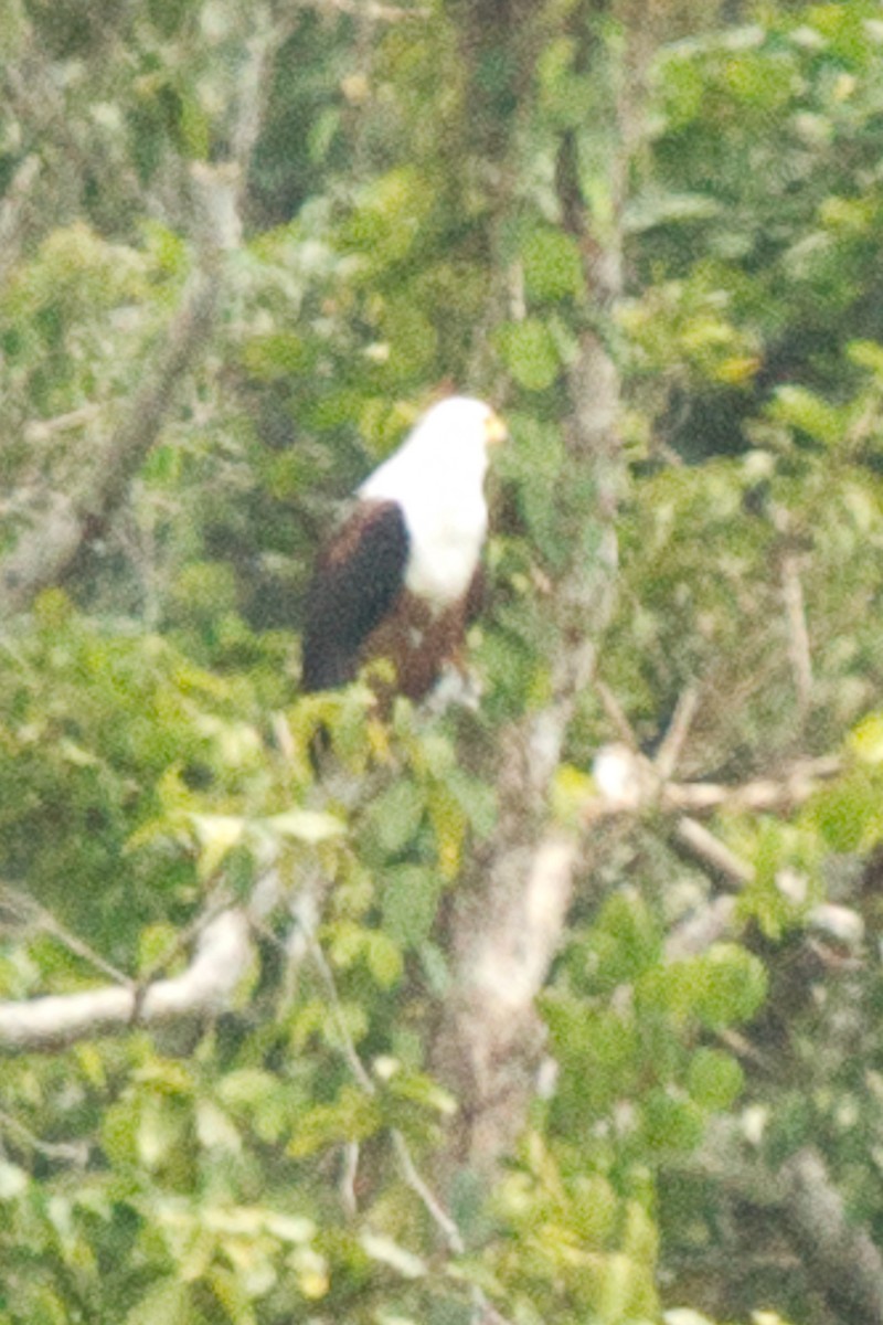 African Fish-Eagle - ML315864281