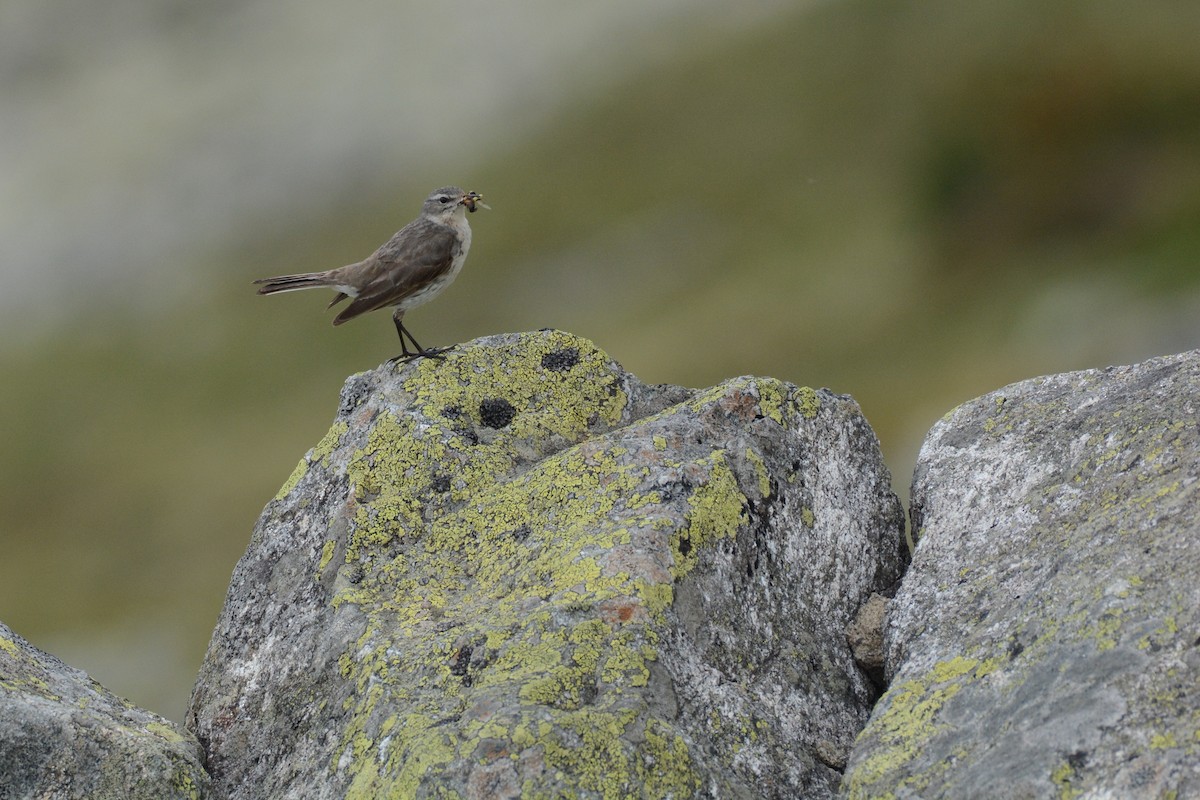 Water Pipit - ML315867281