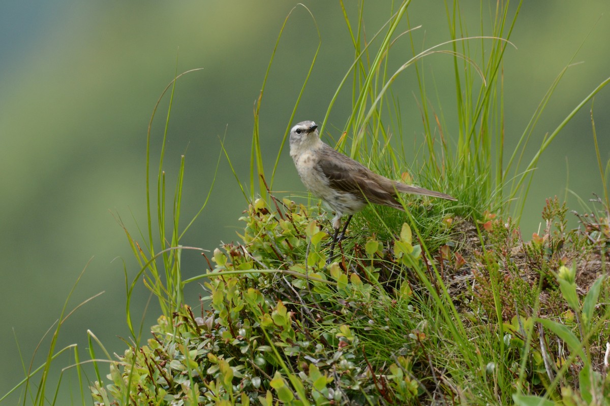 Water Pipit - ML315867301
