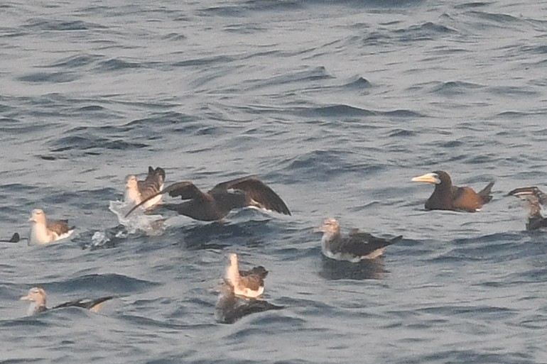 Flesh-footed Shearwater - Ting-Wei (廷維) HUNG (洪)