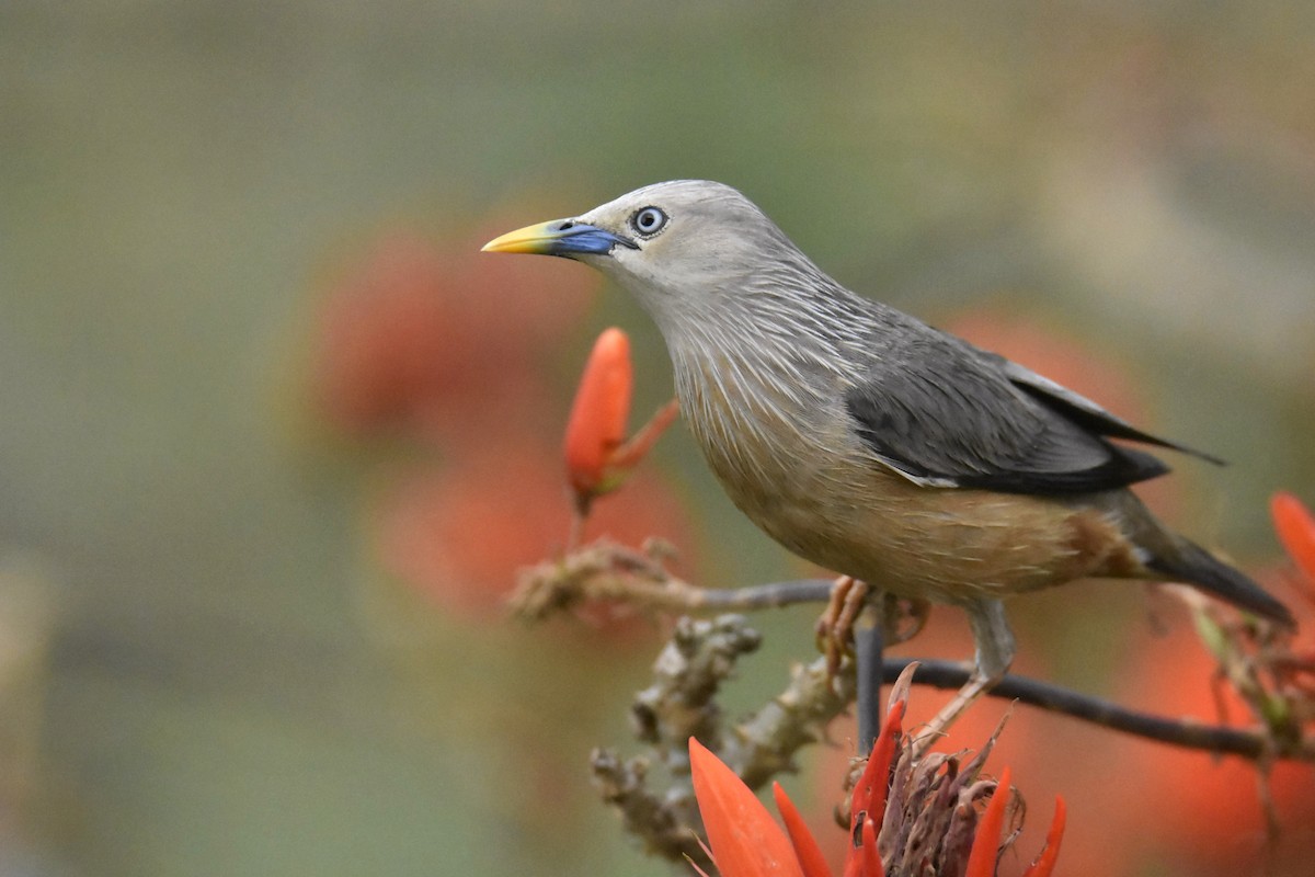 Chestnut-tailed Starling - ML315873191