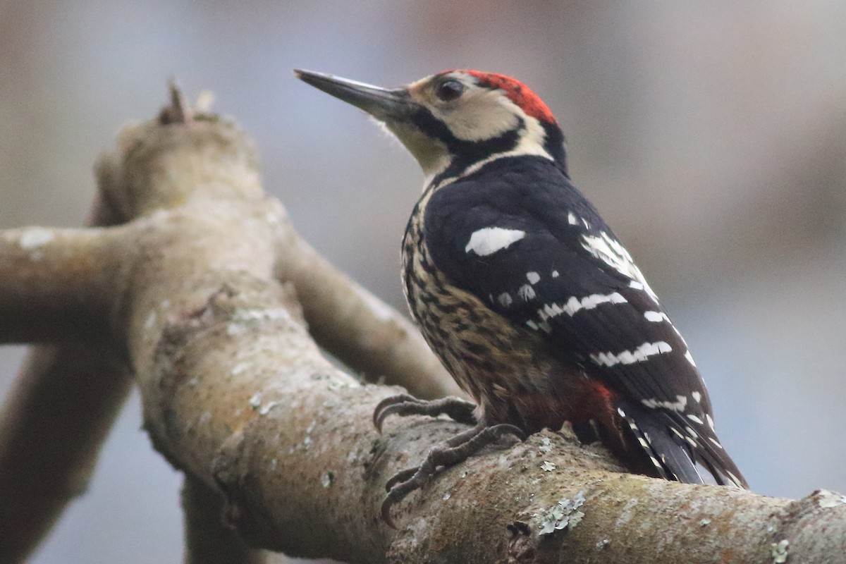 White-backed Woodpecker - ML315874761