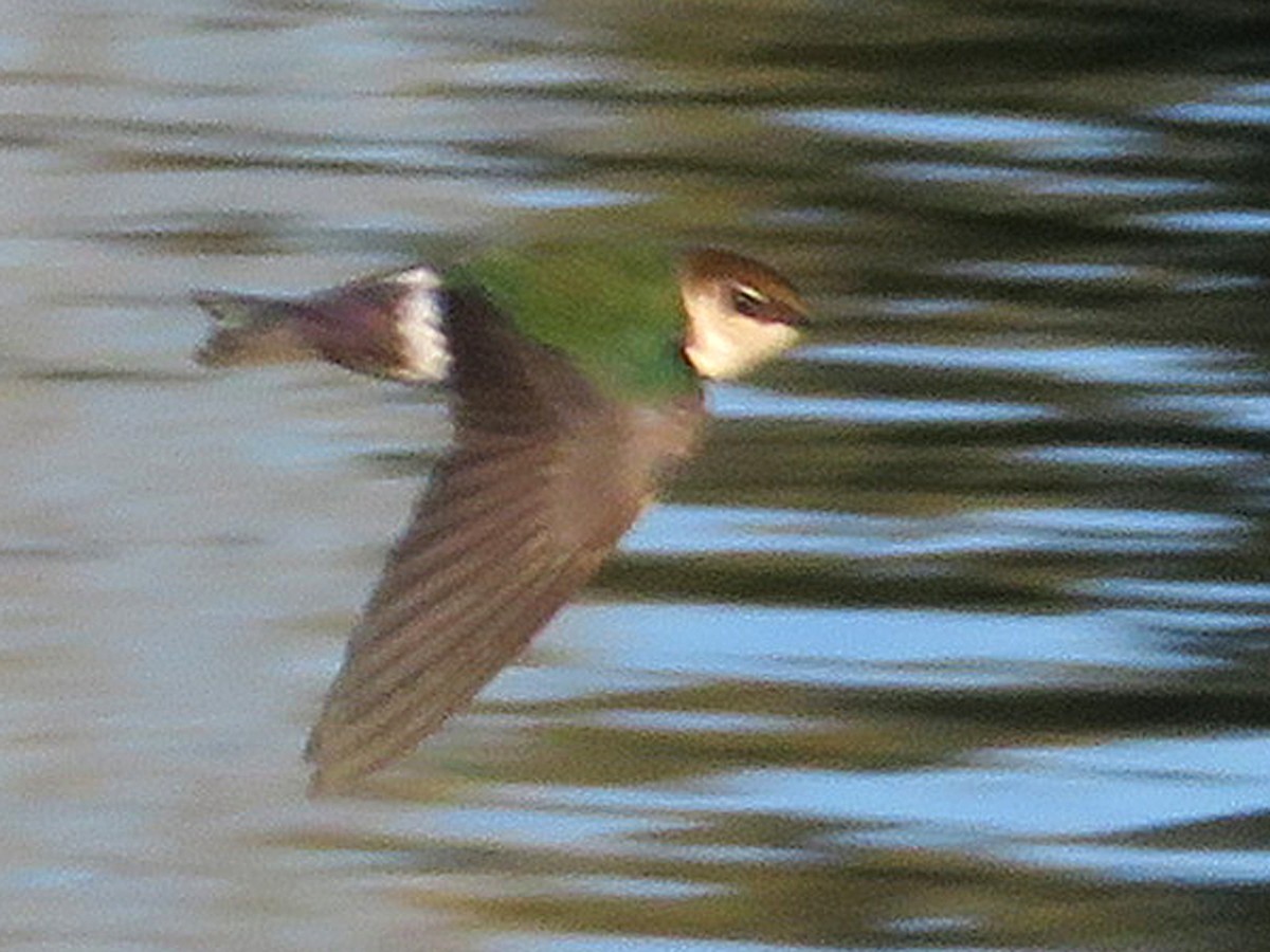 Violet-green Swallow - Kat Avila