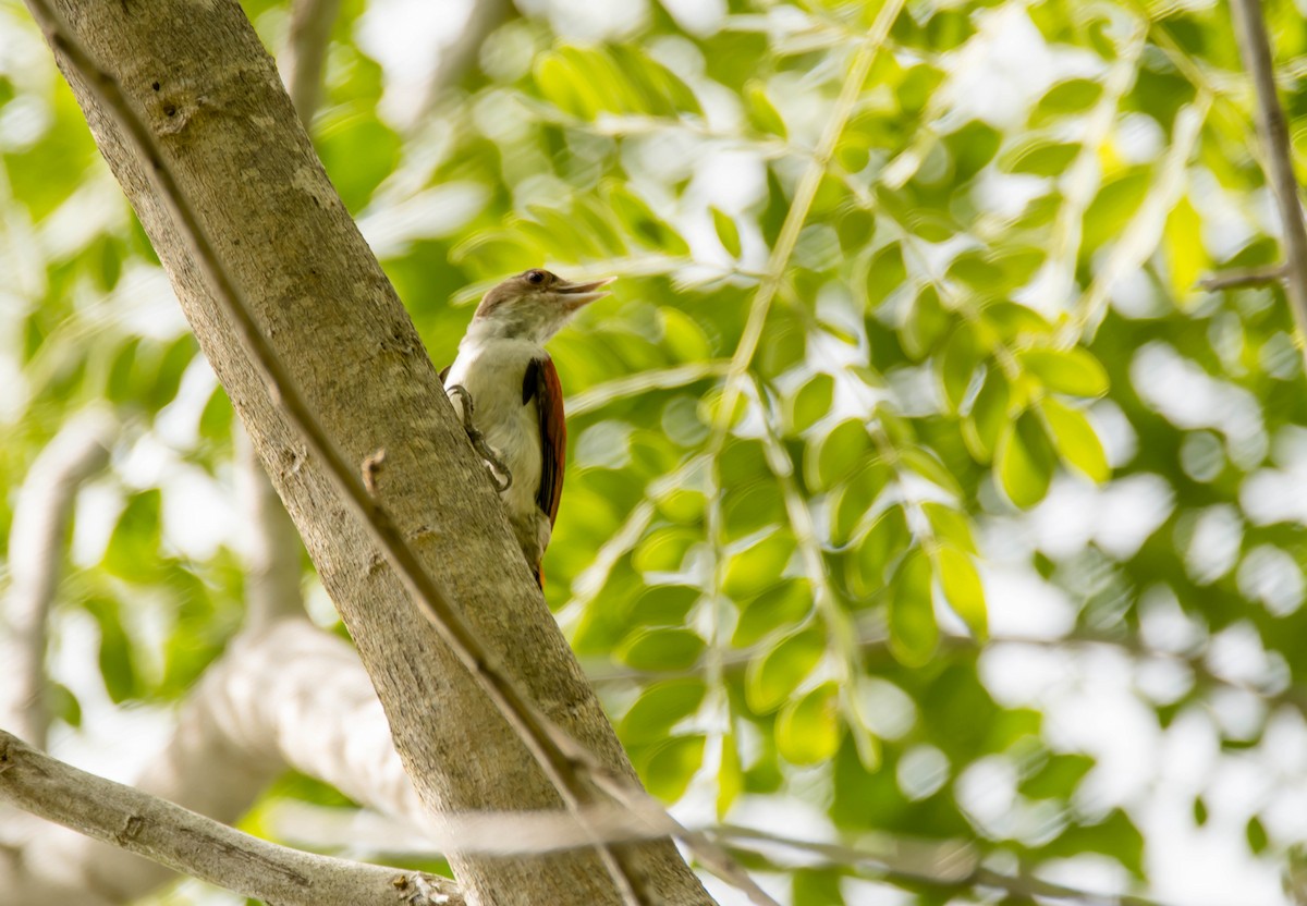 Scarlet-backed Woodpecker - Juan Sebastian Moreno