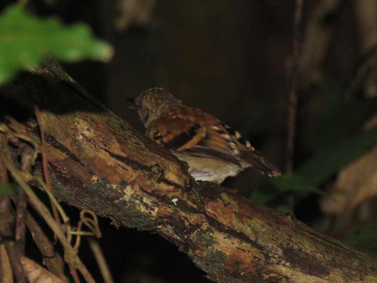 Spotted Antbird - ML31587911