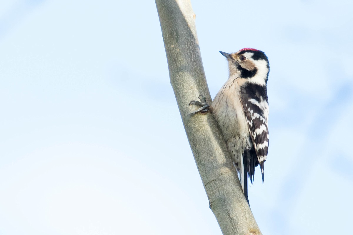 Lesser Spotted Woodpecker - ML315879661