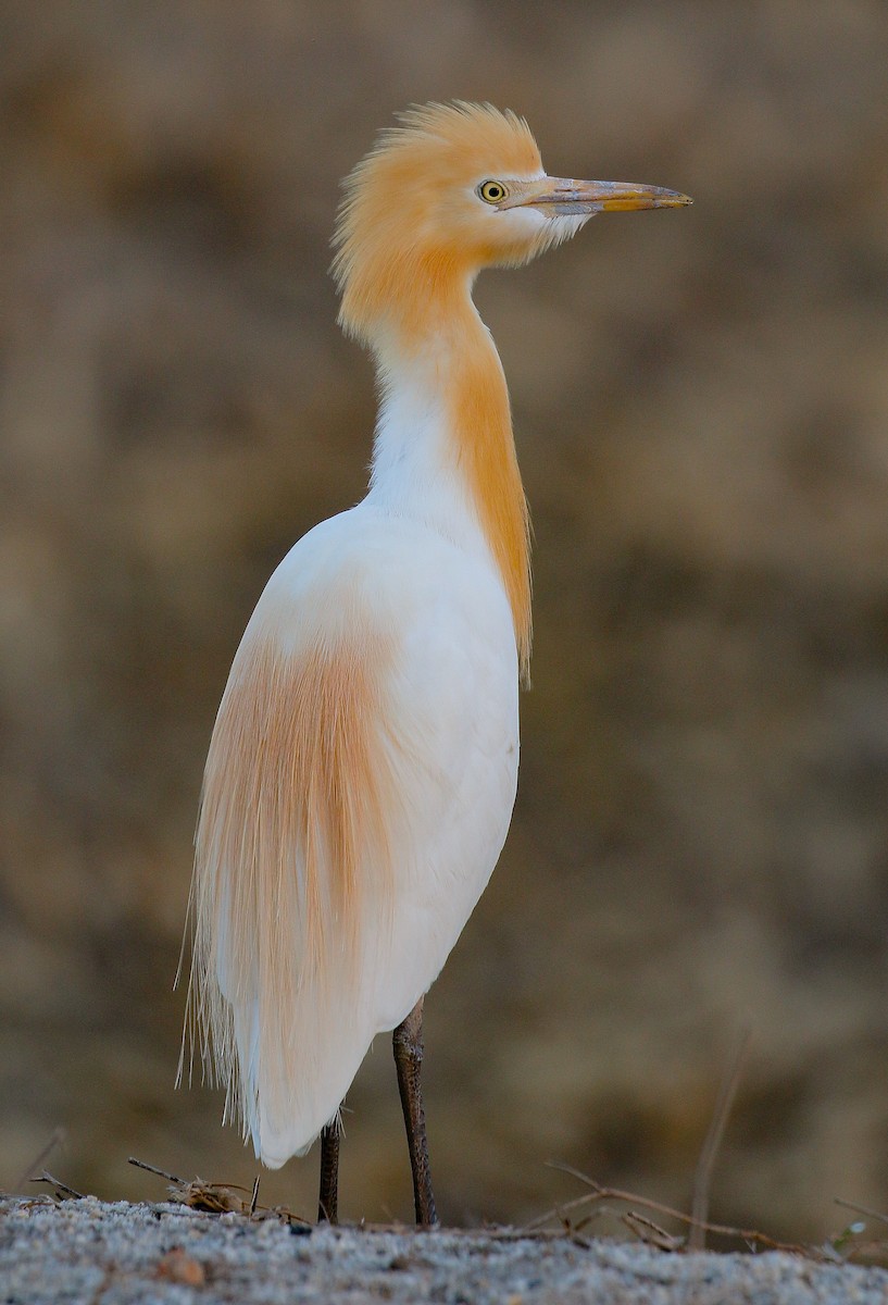 Eastern Cattle Egret - Neoh Hor Kee