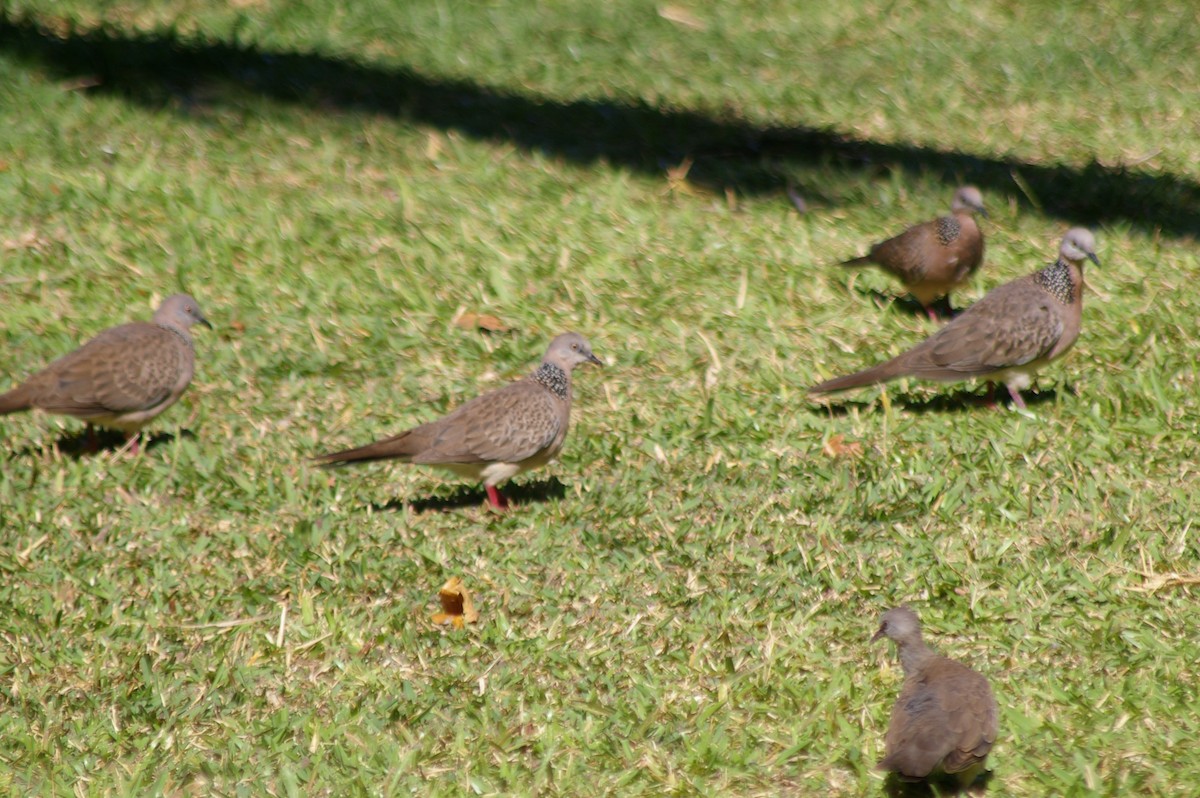 Spotted Dove - ML315881391