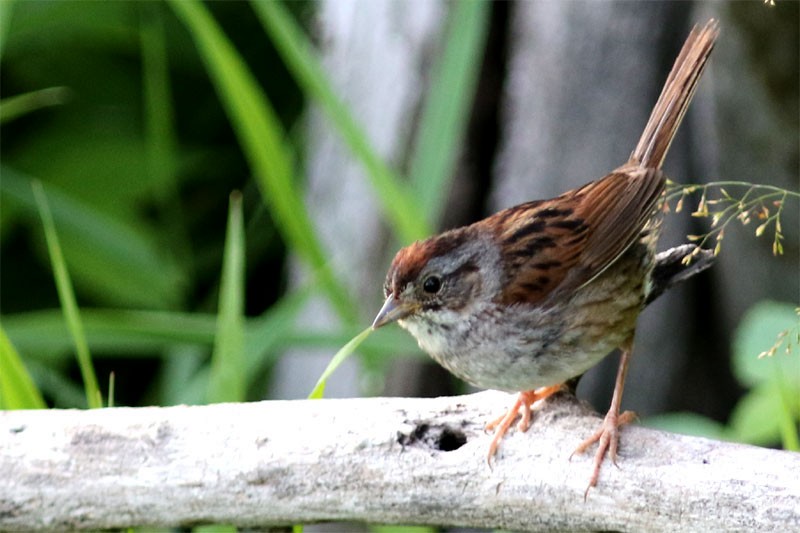 Swamp Sparrow - Jean-Guy Papineau