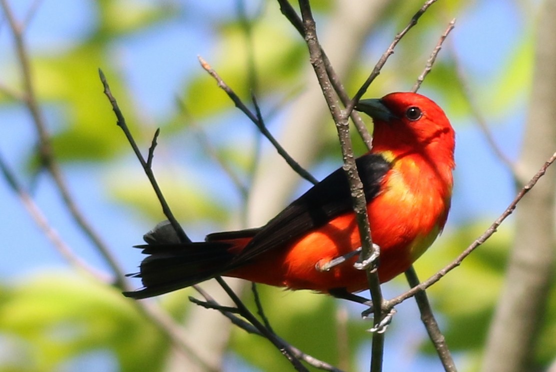 Scarlet Tanager - ML31588691