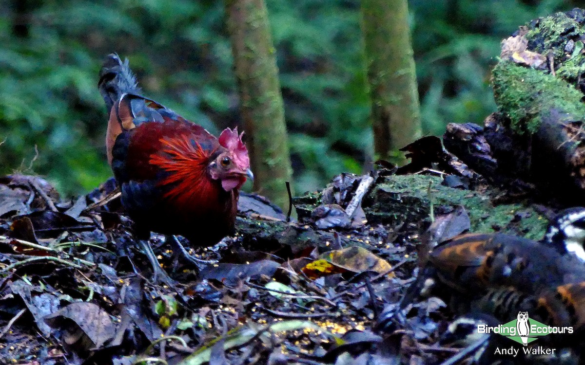 Red Junglefowl - Andy Walker - Birding Ecotours