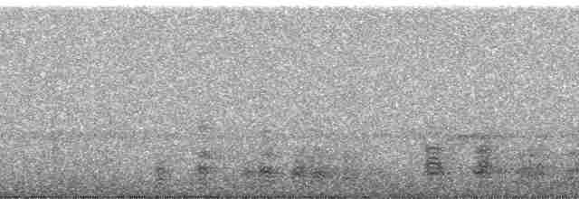 Квак широкодзьобий (підвид cochlearius/panamensis) - ML31589