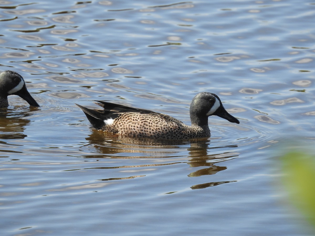 Blue-winged Teal - ML315893341