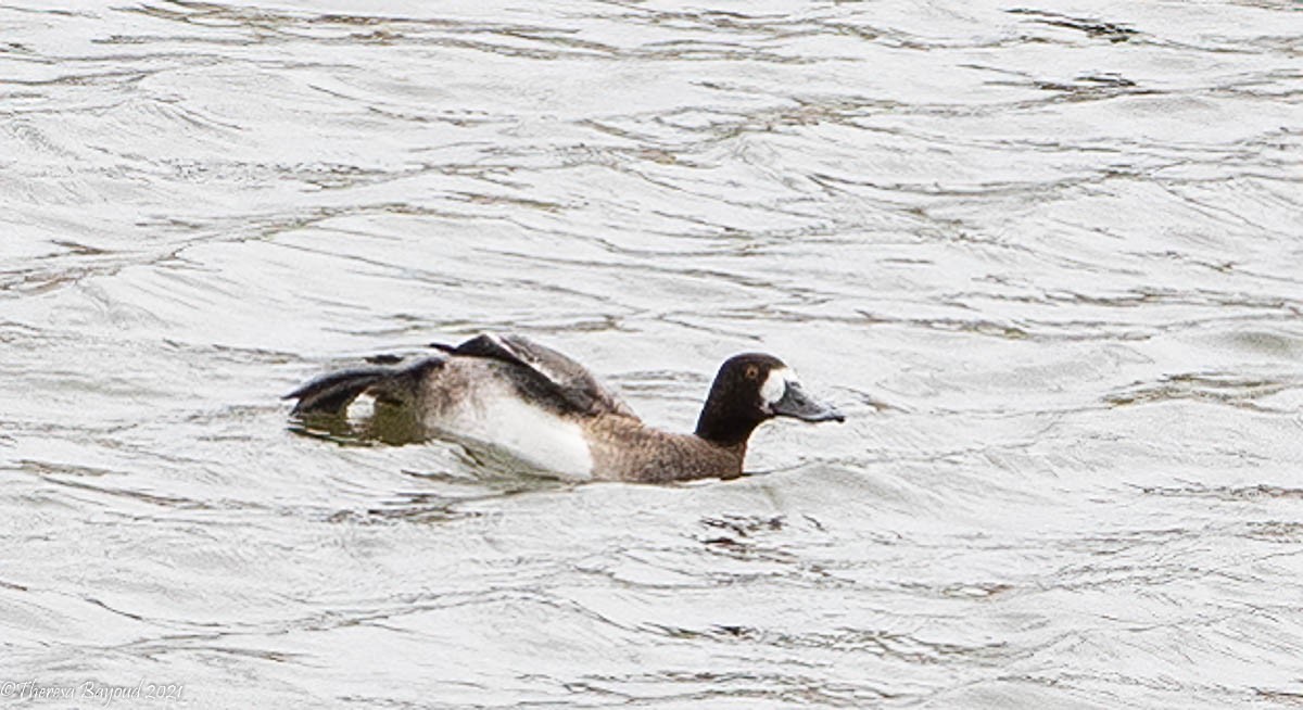 Greater Scaup - ML315894241