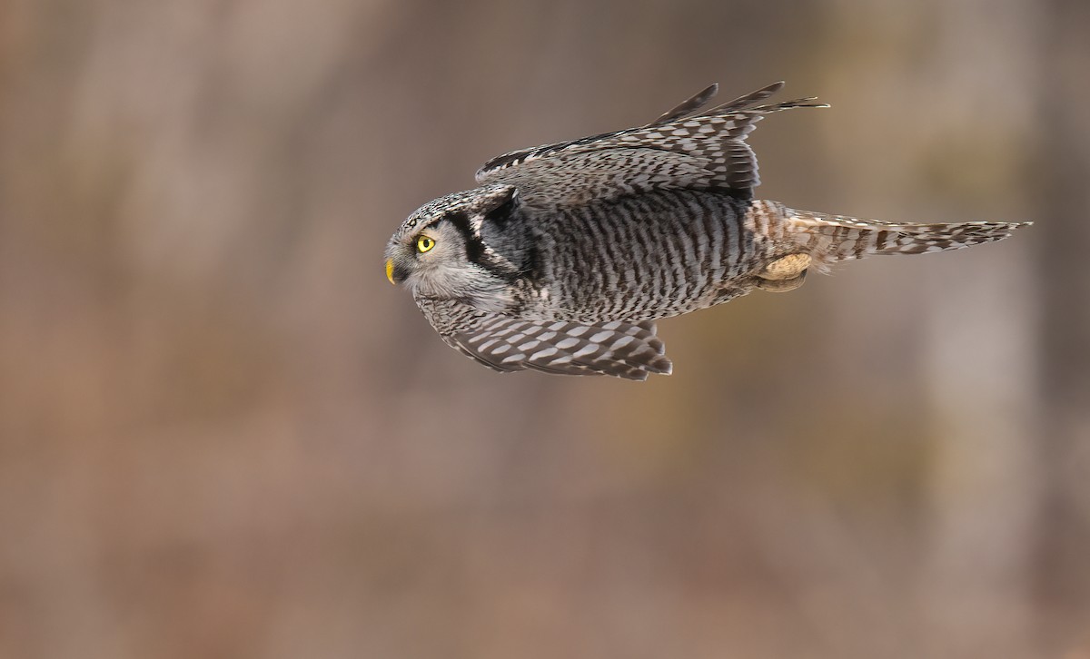 Northern Hawk Owl - ML315895351