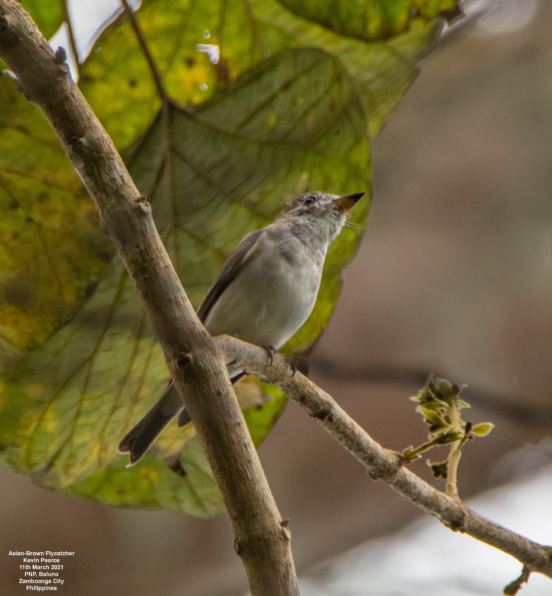 Asian Brown Flycatcher - Kevin Pearce