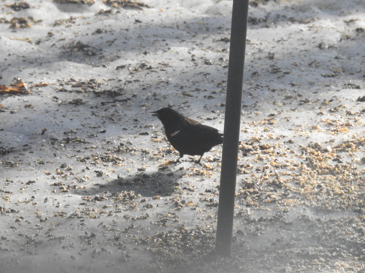 Red-winged Blackbird - Martyn Obbard