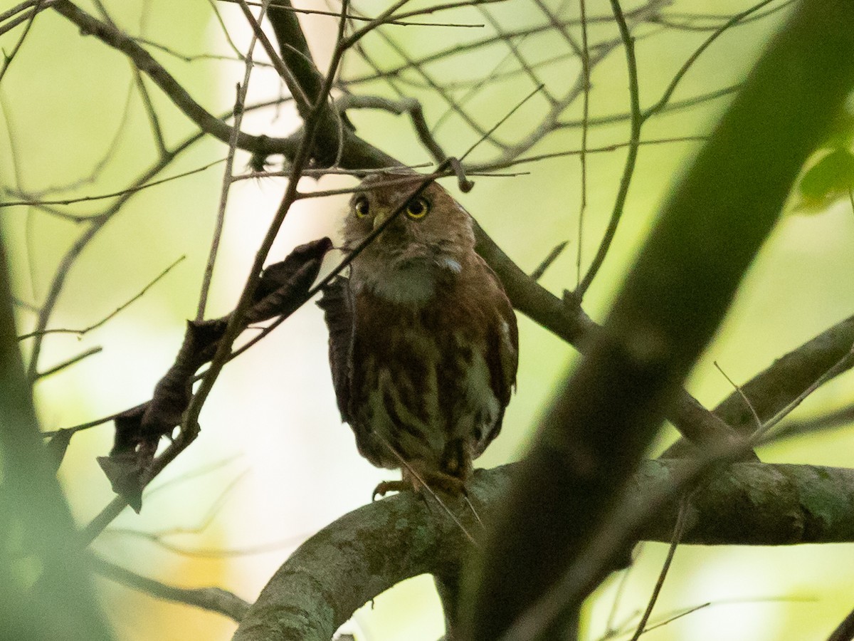 Ferruginous Pygmy-Owl - Ricardo Mitidieri