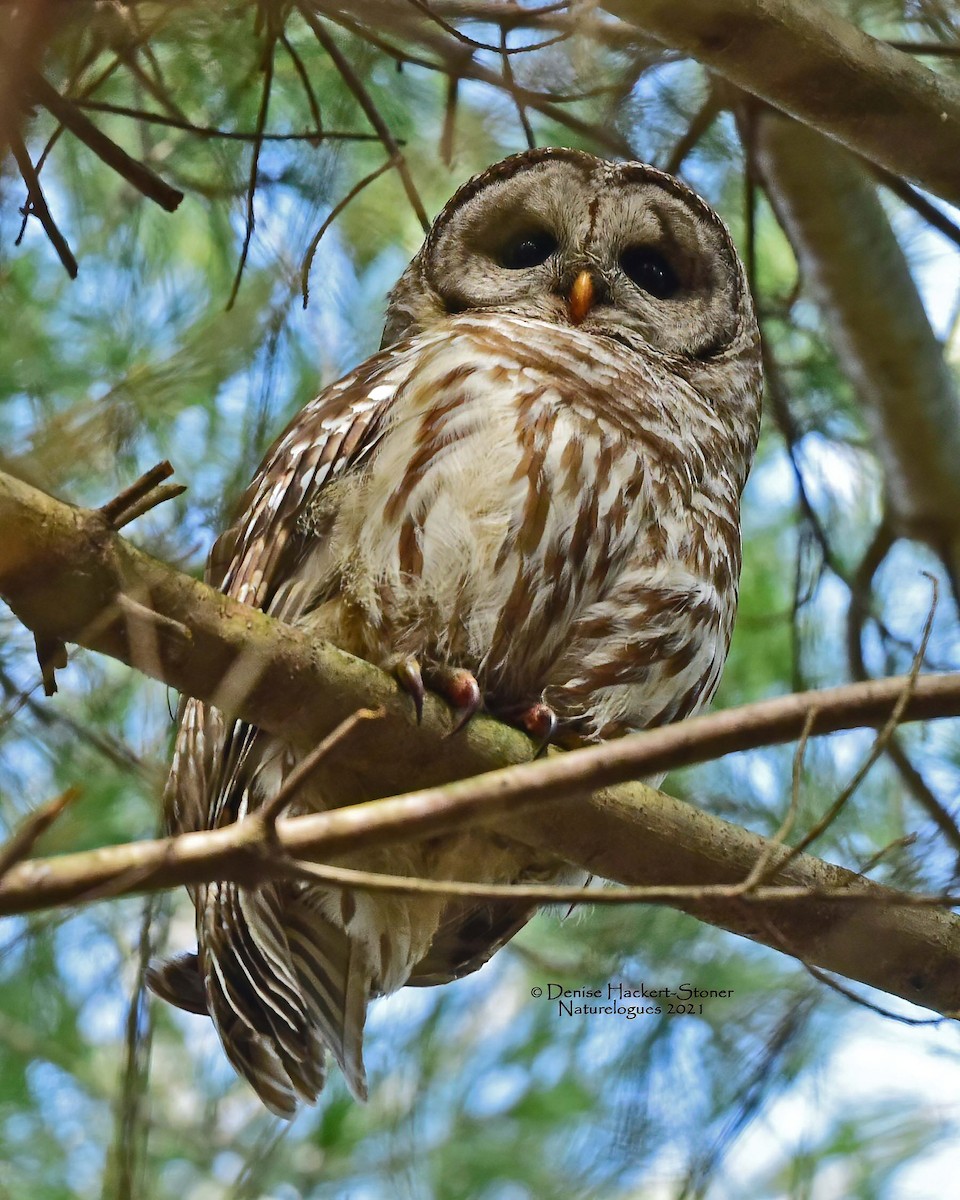 Barred Owl - Scott Stoner