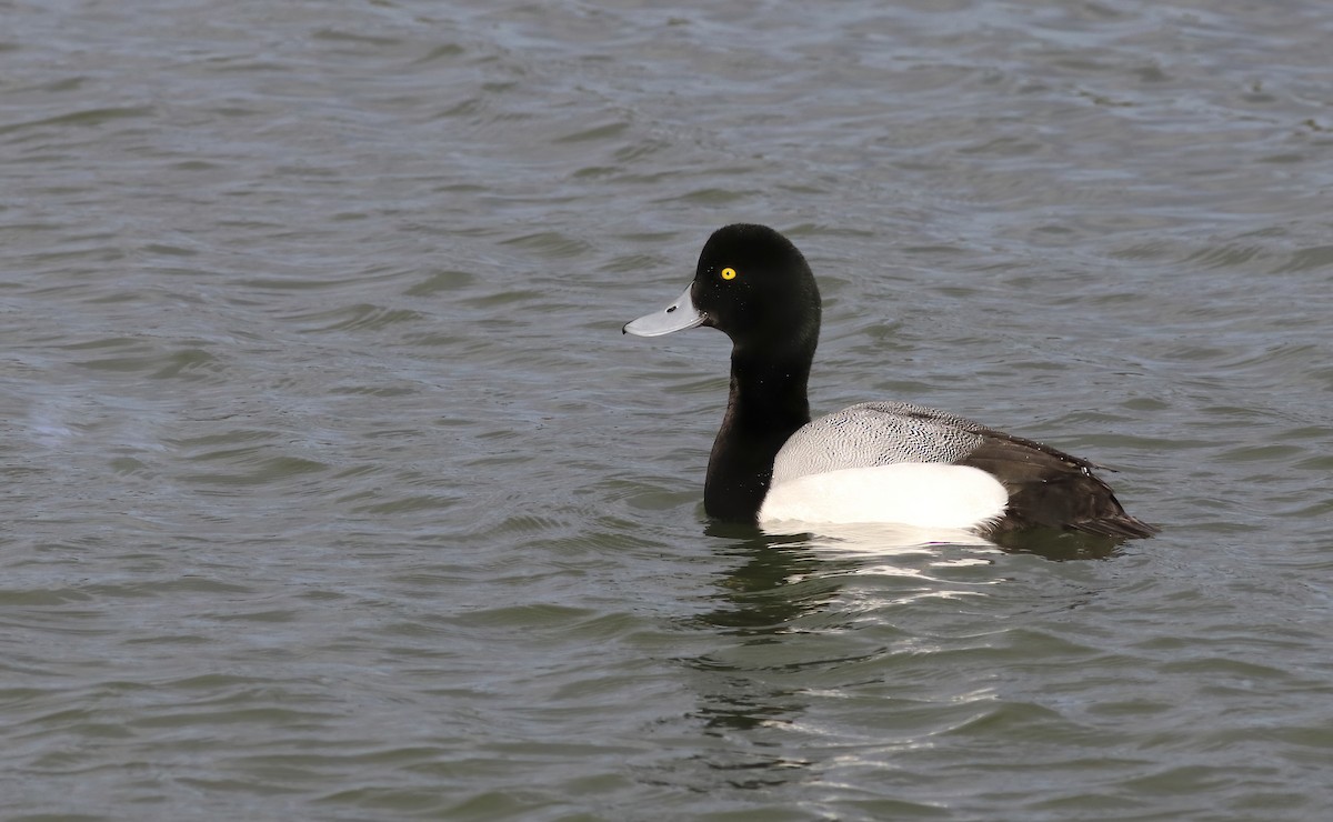 Greater Scaup - Bethan Clyne