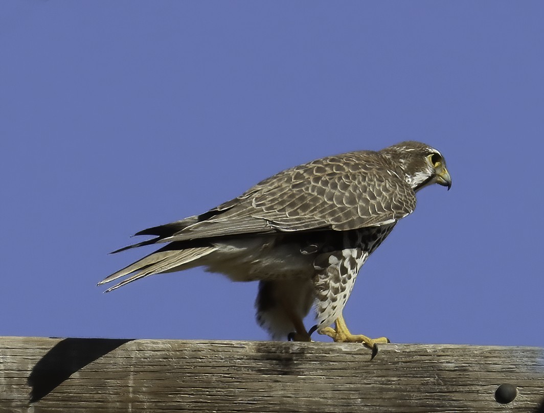Prairie Falcon - Charlotte Byers