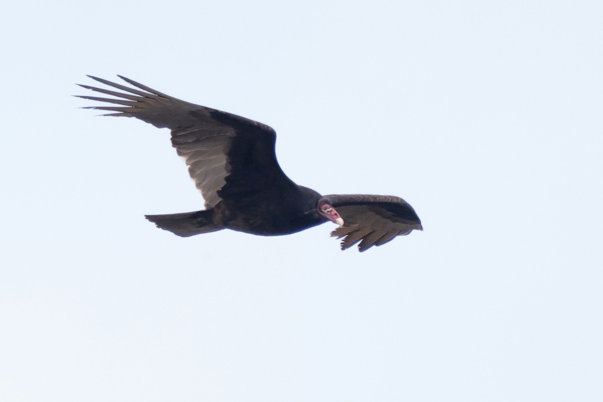 Turkey Vulture - ML315912891