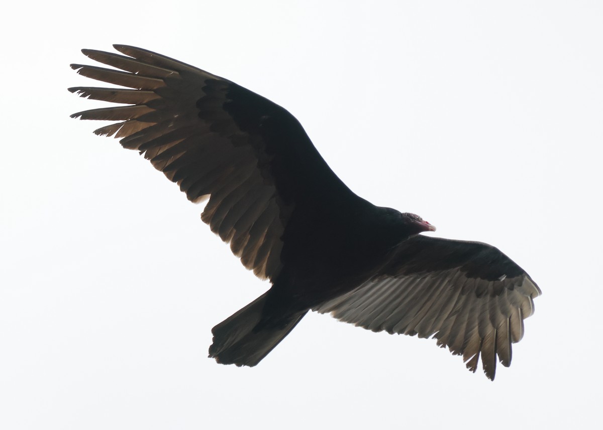 Turkey Vulture - ML315913401