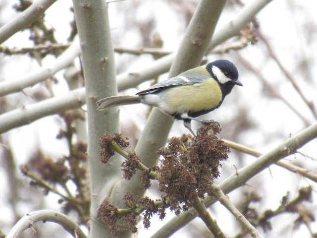 Adult lateral view (subspecies <em>blanfordi</em>). - Great Tit - 