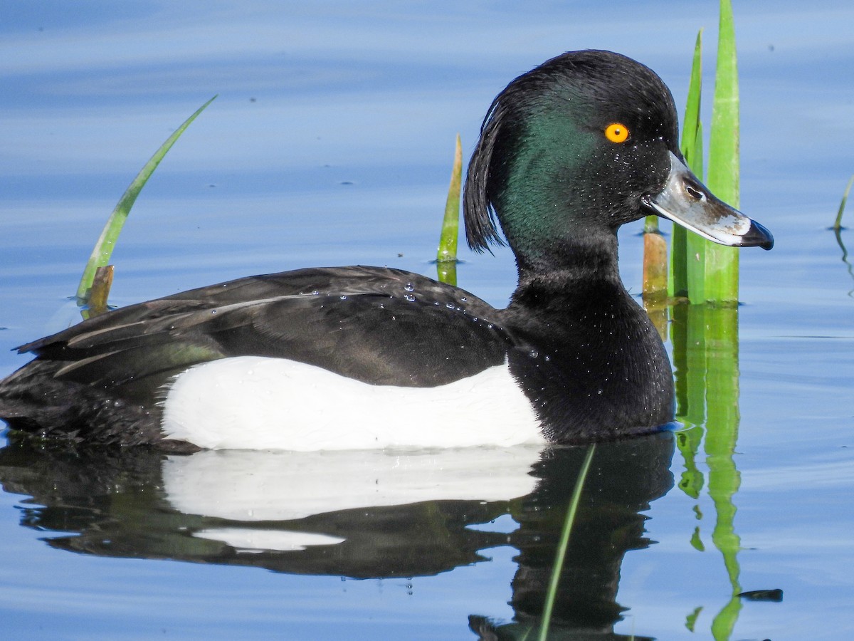 Tufted Duck - ML315926481